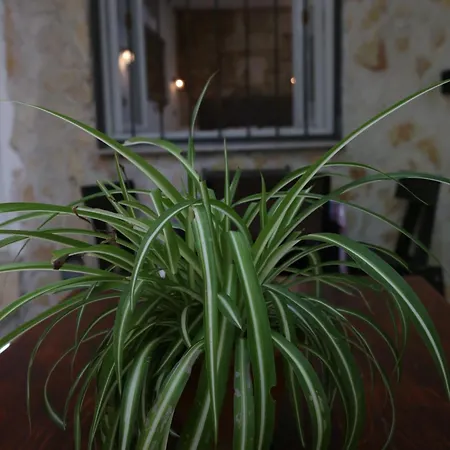 Nikolla 스플리트